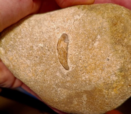 Fossile sconosciuto dente - sconosciuto, di