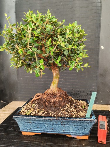 Bonsai olivastro h 39 cm - ,
