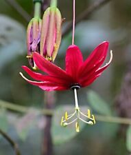 PASSIFLORA ANTIOQUIENSIS, RED BANANA PASSIONFLOWER - 10 Seeds 