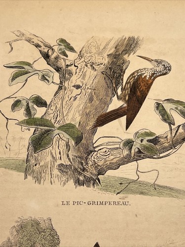 Torcol 1852 illustrazione - 1852,