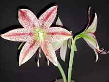 Hippeastrum AS.n4x Pardinum - 10 seeds, Amaryllis