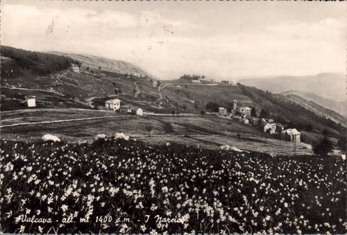 Bergamo valcava narcisi f - i,