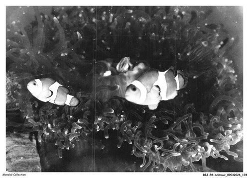 Bbjp8 0659 animaux - -, pesce