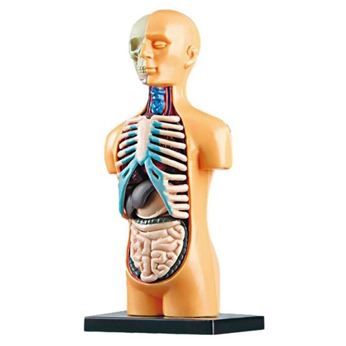 Modello anatomico rimovibile - modello,