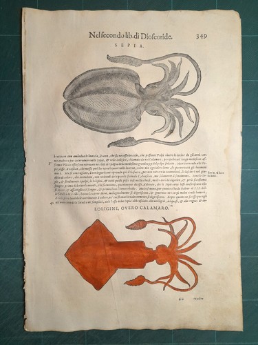 Mattioli matthioli erbario - matthioli,