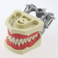 Dental Typodont Denti Modello