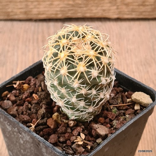 D6168 sclerocactus - d6168,