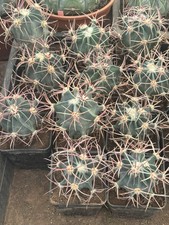 Echinocactus Parryii Sb 59