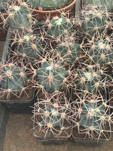 Echinocactus parryii 59 - parryii,
