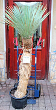 Yucca rostrata, 170 cm / 100