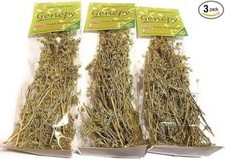 Piantine di genepy (3