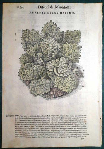 Stampa antica mattioli - stampa,