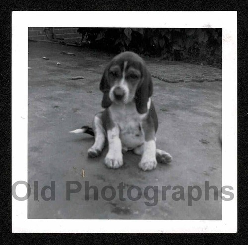 Bello simpatico cane beagle - bello,