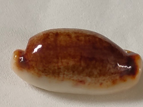 Conchiglia cypraea cylindrica - cypraea,