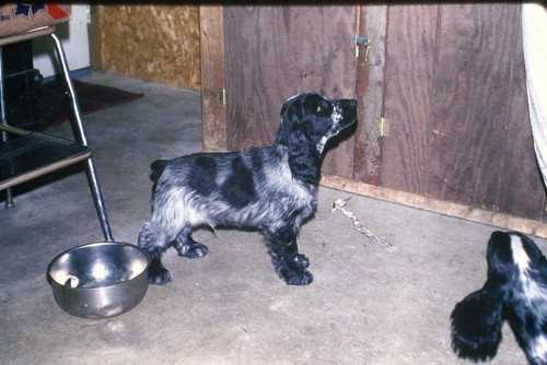 Vintage 35mm slide - blue, roan