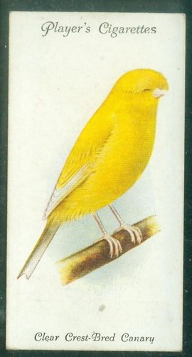 Bird card 003 - bird, 1933