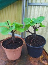 Ficus carica pre bonsai - ficus,
