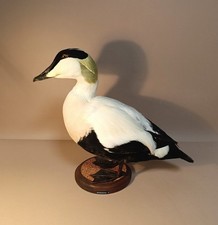 Taxidermy, Cabinet De Curiosites, Birds: Edredone Maschio