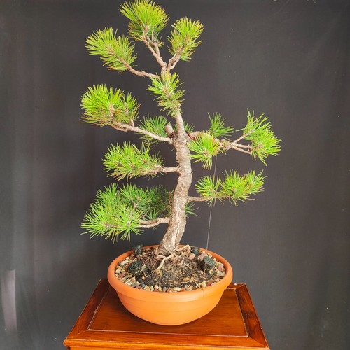Pre bonsai pino - di, nero