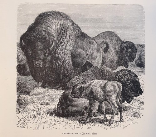 1894 stampa antica - stampa, bisonte