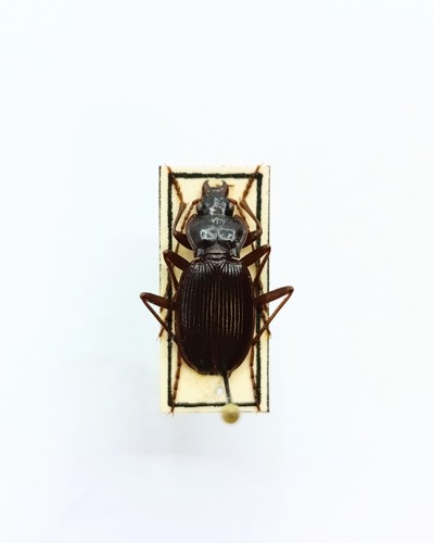 Entomology taxidermy - taxidermy,