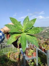 🪴 Vaso Ø 15 cm Pianta