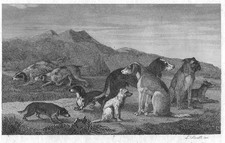 DUE STAMPE "CANI" DI LUIGI