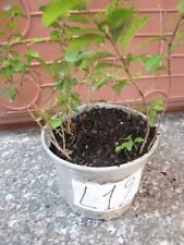 10 piante piantine ligustro gigante sempreverde ligustrum in vaso numerato L12