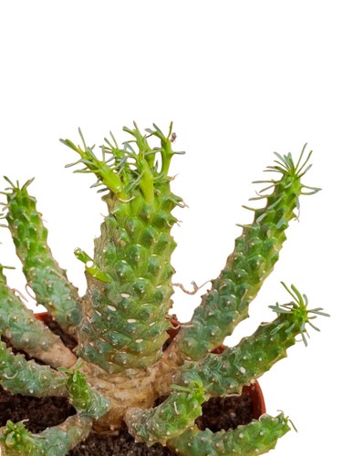 Euphorbia decepta pianta