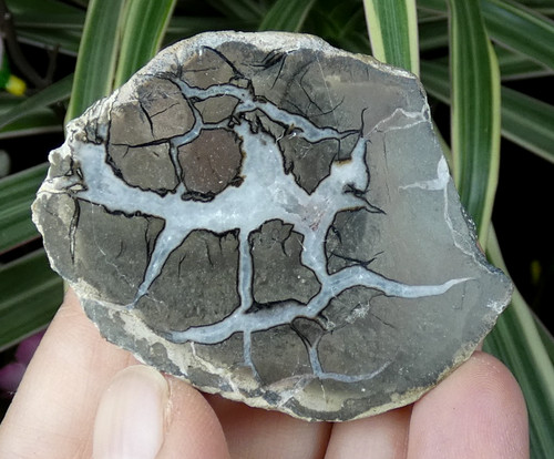 Petit nodule septaria poli - petit, de