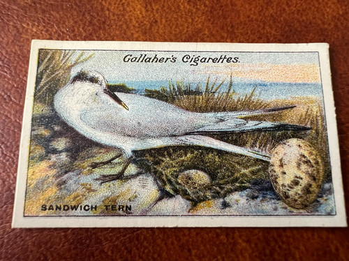Gallaher birds nests eggs - nests, &