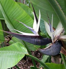 STRELITZIA NICOLAIE
