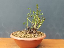 Bonsai di Roselline 27x26cm In