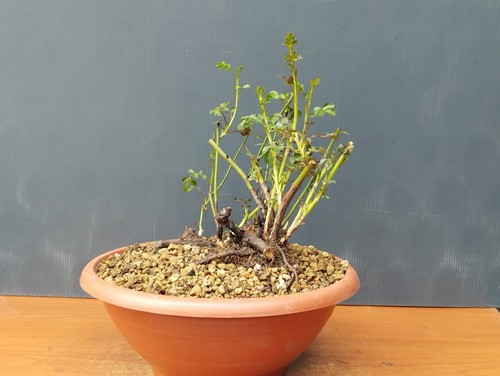 Bonsai roselline 27x26cm in - bonsai, di