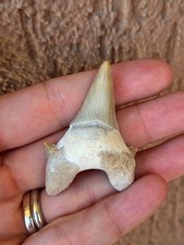 Fossili * DENTE DI SQUALO FOSSILE 