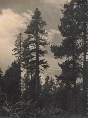 Ancienne photographie joli - ancienne,