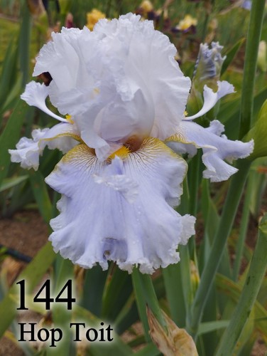 Rizoma iris germanica - rizoma,