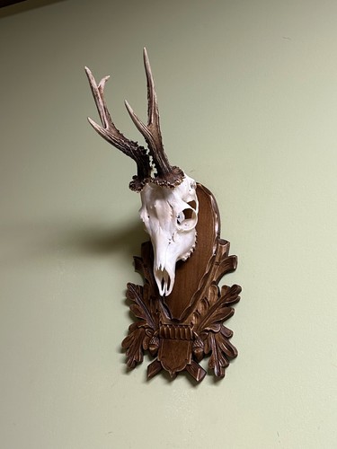 Roe deer horns antlers - horns.,