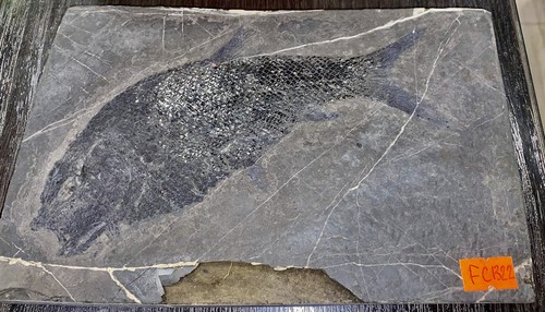 Asialepidotus shingyiensis