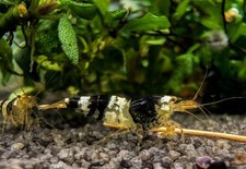 3 Caridina,Caridine Neocaridine
