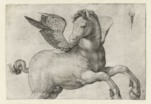Jacopo barbari pegaso - de', "pegaso"