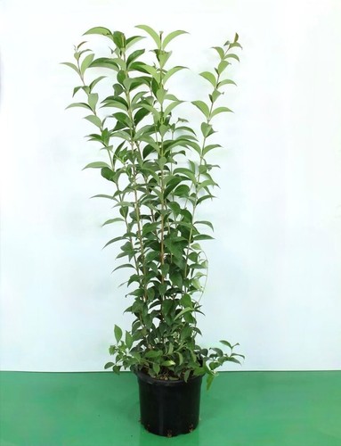 Ligustro ligustrum - ligustro,