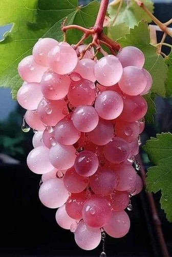 Uva rosa giapponese pink - -,