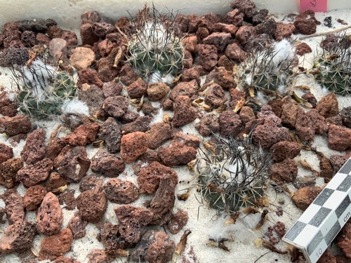 Turbinicarpus flaviflorus