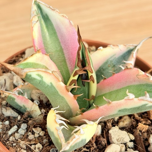 Agave titanota snaggletooth - agave,