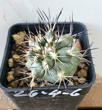 Turbinicarpus gielsdorfiana