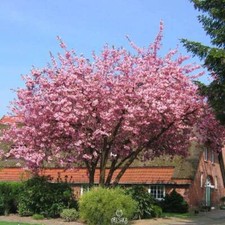 Prunus serrulata pcs fresh - prunus, 10