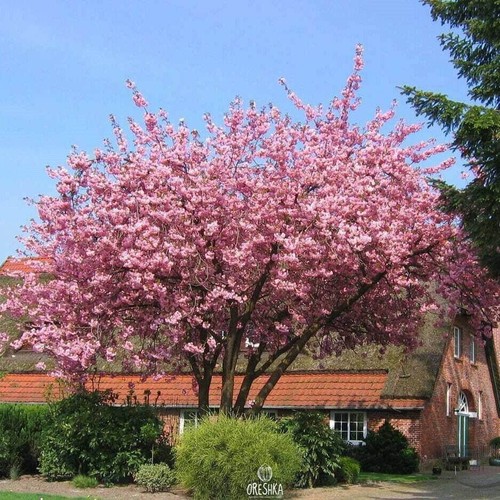 Prunus serrulata pcs fresh - 10,