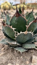 Agave titanota var - titanota, caesar