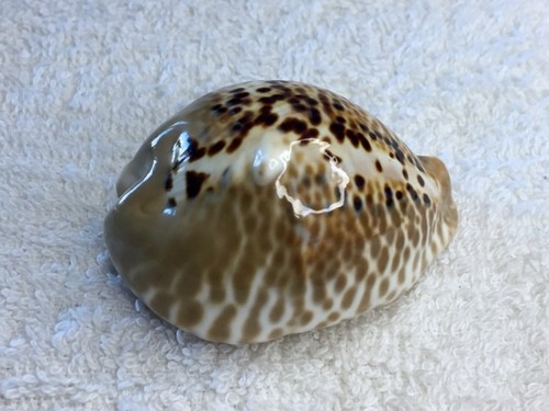 Cypraea mus bicornis - ,, guajira